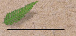 ptg6002002.jpg