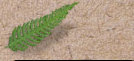 upatedptgsite010001.jpg